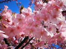 Load image into Gallery viewer, Japanese Cherry Blossom | Sunset Scents Original Fragrance
