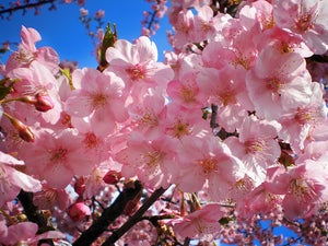 Japanese Cherry Blossom | Sunset Scents Original Fragrance